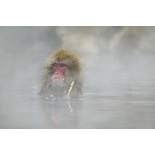 Anon, Josh 아티스트의 Japan A snow monkey sitting in a hot spring작품입니다.